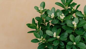 Artful Closeup of Bonsai Foliage with Tiny Flowers Natural Background Copyspace photo