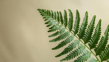 Closeup View of Tropical Fern Leaf in Soft Background with Copyspace for Nature Theme photo