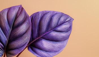 Intricate Closeup of a Philodendron Leaf Studio Background Copyspace Nature Photography photo