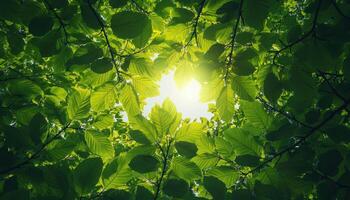 Lush Green Tree Branches Reaching Towards the Sun Nature Background with Copyspace Vibrant Environment photo