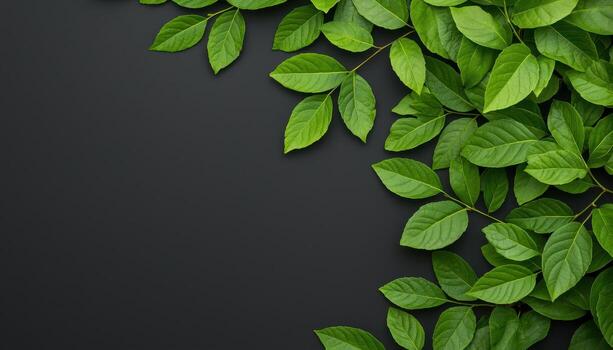Lush Bonsai Foliage Close-Up Dark Background Macro Image Nature Copyspace photo