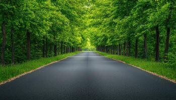 Sunlit Treelined Avenue Nature Scene Background with Copyspace Serene Environment photo