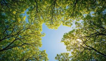 Lush Green Tree Branches Reaching Toward the Sun Nature Background Copyspace Filtered Light photo