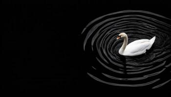 Graceful White Swan Gliding on Still Black Water Nature Background Copyspace for Serenity photo