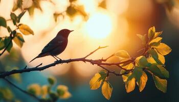 Robin Nesting at Sunset in Nature's Background Copyspace for Wildlife Enthusiasts photo