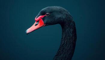 Majestic Black Swan Side Profile Lake Animal Photography Dark Background Copyspace photo