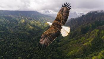 Majestic Eagle Soaring Over Lush Valley Nature Background Inspirational Copyspace photo