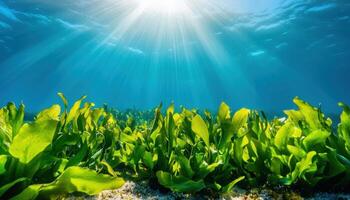 Underwater Garden of Seaweed Sunlit Ocean Floor Nature Photography Clear Water Background Copyspace photo