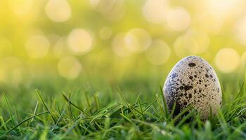 Quail Egg in Green Grass Nature Background Copyspace for Text Soft Focus Environment photo