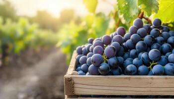 Harvesting Shine Muscat Grapes in a Wooden Crate Vineyard Background Copyspace photo