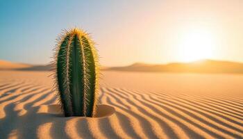 Cacti Surrounded by Serene Desert Landscape Copyspace Background Tranquil Sunset View photo