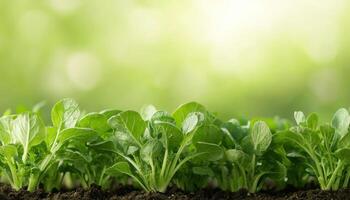 Fresh Radishes Growing in a Vibrant Green Garden Illumination Copyspace Background photo