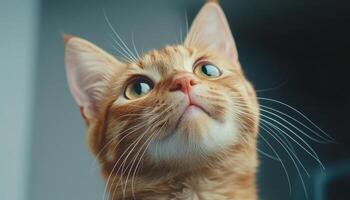 Close-up of an Orange Tabby Cat's Face in Sunlight Indoor Background with Copyspace photo