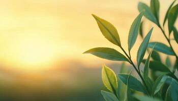 Tranquil Green Tea Leaves at Sunrise Nature Background Copyspace Serene Environment photo