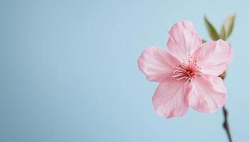 Delicate Pink Flower Nature Close-Up Image Soft Blue Background Vibrant Copyspace photo