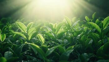 Sunlight Streaming Through Mist Over Hillside Tea Leaves Nature Background Copyspace photo