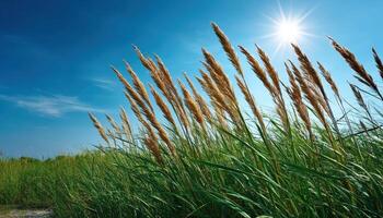 Sundrenched Meadow with Gentle Breeze Nature Background Copyspace Tranquil Scene photo