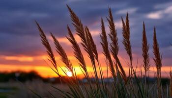 Sunset Nature Scene with Grass Silhouettes Beautiful Background Copyspace for Text photo