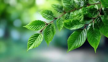 Vibrant Green Leaves Branch Nature Close-Up Soft Background with Copyspace photo