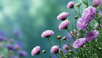 Beautiful Purple Flowers in a Soft Green Background with Copyspace for Nature Photography photo