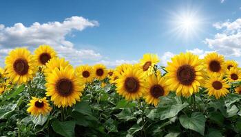 Sunflower Blooming Field Nature Photography Bright Background with Copyspace photo