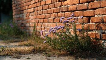 Wildflowers Growing Against Brick Wall Urban Setting Nature Close-up Background Copyspace photo