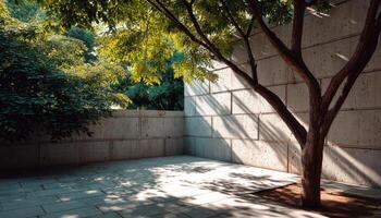 Serene Outdoor Space with Tree and Concrete Wall Urban Garden Background Copyspace photo