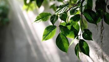 Lush Green Leaves Nature Background Close-Up Shot Soft Lighting Copyspace Available photo