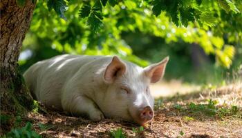 Sleeping Pig Under Tree Farm Animal Photography Natural Setting Background with Copyspace photo