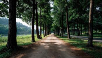 Tranquil Tree-Lined Pathway Nature Park Landscape Photography Natural Background Copyspace photo