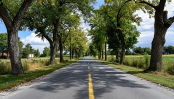 Scenic Tree-Lined Roadway Country Landscape Photography Background Copyspace Serene Environment photo