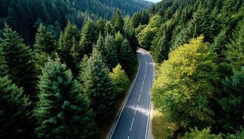 Scenic Curved Road Through Lush Green Forest Nature Background Copyspace for Text photo