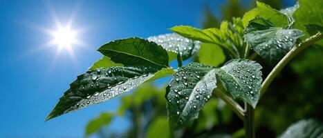 etéreo agua gotas en hojas naturaleza fotografía brillante antecedentes copyspace foto