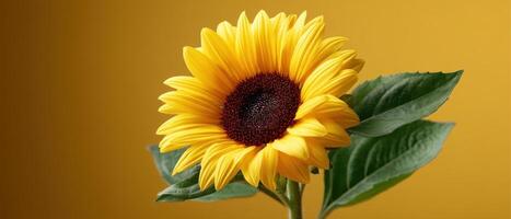Closeup of Vibrant Sunflower with Copyspace Background Nature Scene Beautiful Display photo