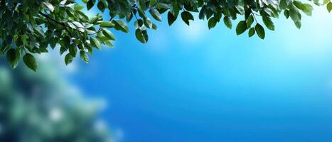 Nature Scene with Fresh Green Leaves Spring Sky Background Copyspace Soft Gradient Blue photo