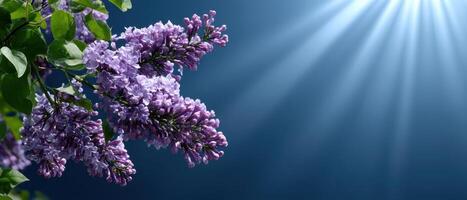 Lilac Blooms in Bright Blue Sky Background with Sunbeams Nature Copyspace Cheerful Environment photo