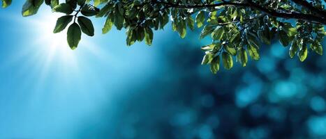 Sunlight Filtering Through Leaves Nature Scene Soft Gradient Blue Background Copyspace photo