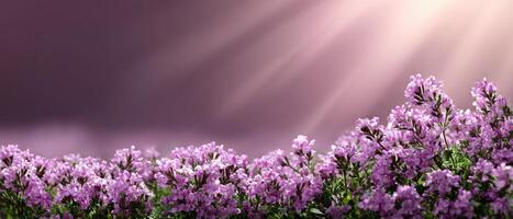 Spring Morning Blossoms with Light Pink Background Nature Scene Copyspace Concept photo