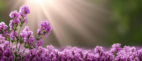 Spring Morning Blossom Nature Park Floral Image Light Green Background Copyspace Available photo