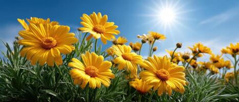 Bright Yellow Daisies in Bloom Clear Blue Sky Nature Photography Spring Environment Background Copyspace photo