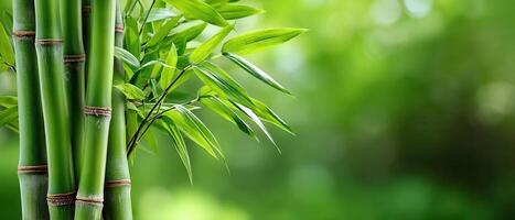Closeup of Sunlit Bamboo Stalks in Soft Green Background with Copyspace photo