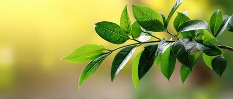 Lush Green Young Tree Leaves Soft Yellow Background Nature Close-Up Copyspace Available photo