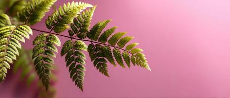 Foliage Close-Up Soft Pink Background Nature Photography Indoor Setting Minimalist View Copyspace for Design photo