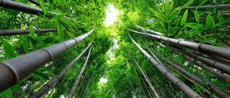 Bamboo Forest Sunrise Panoramic View Nature Background Copyspace Tranquil Environment photo