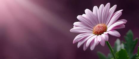 Elegant Pink Floral Background with Lavender Hints Copyspace for Text Nature Photography photo