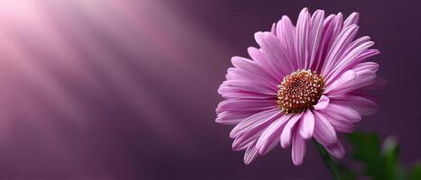 Elegant Pink Flower on Lavender Background Copyspace for Text Nature Soft Lighting photo