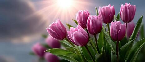 Dawn Sun Rays Breaking Through a Pink Sky Tulip Garden Background Copyspace for Nature Photography photo