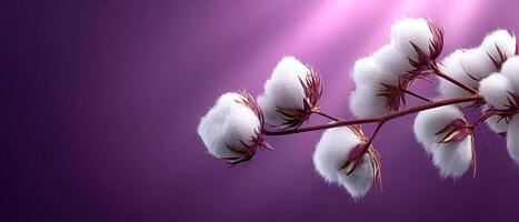Fluffy Cotton Flowers in Artistic Background Nature Low Resolution Copyspace Environment photo