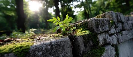 Nature's Resilience Greenery on a Weathered Wall Urban Environment Copyspace Background photo