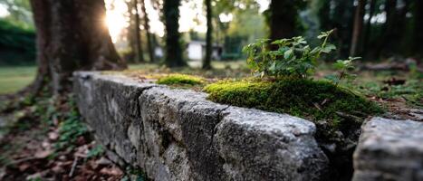 Nature's Resilience Moss-covered Stone Wall in a Serene Forest Background with Copyspace photo